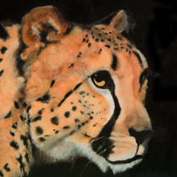 Cheetah | Wary