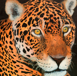 Jaguar | Enrapt